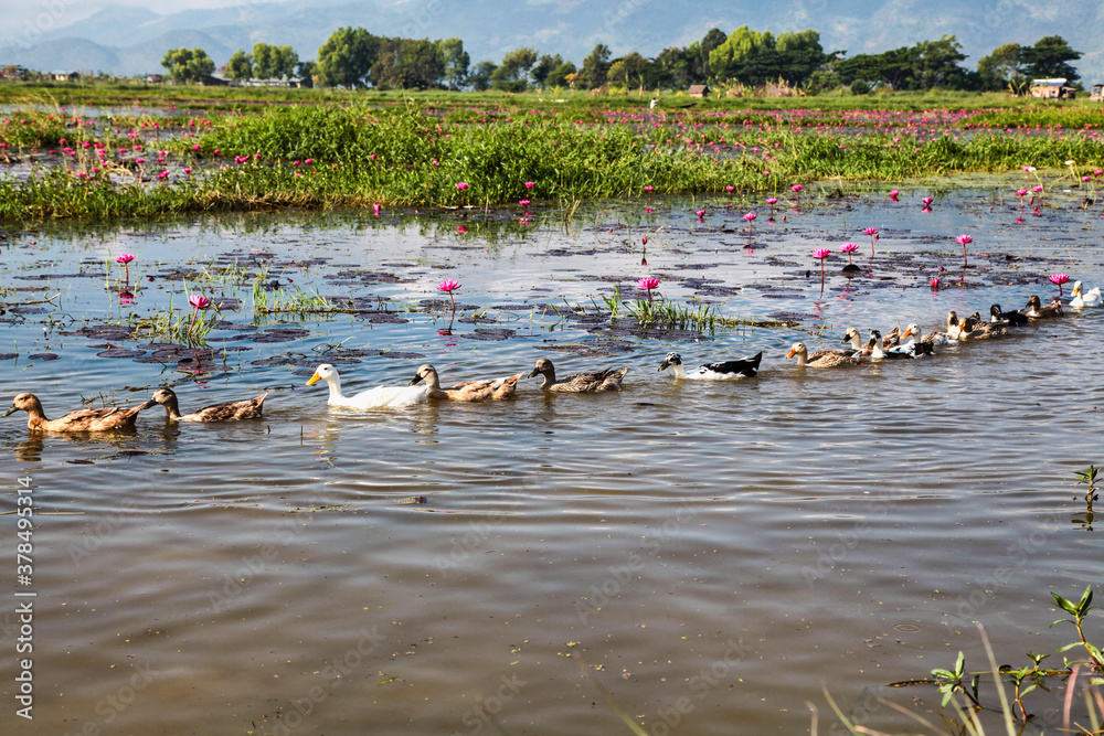 Lotus plantation on Inle Lake in Myanmar, former Burma