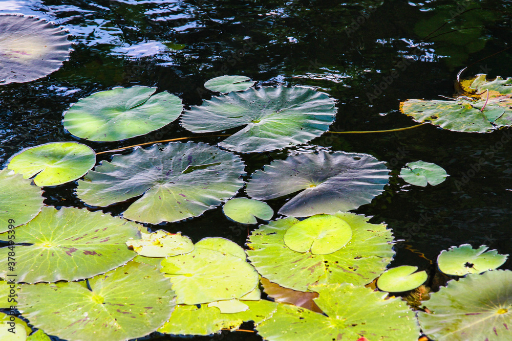 Lotus plantation on Inle Lake in Myanmar, former Burma Lotus plantation on Inle Lake in Myanmar, former Burma