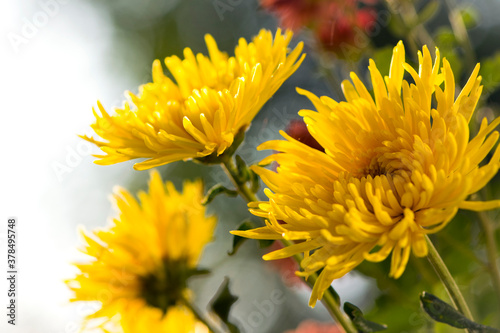   big yellow chrysanthemum flowers for background and text