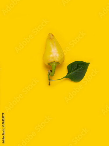 Yellow pepper with a leaf on a yellow background. photo