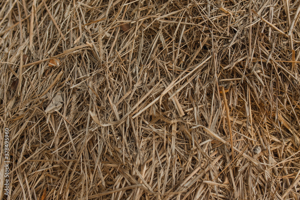 Straw texture close up. Dry straw background. Straw texture close up. Dry straw background.