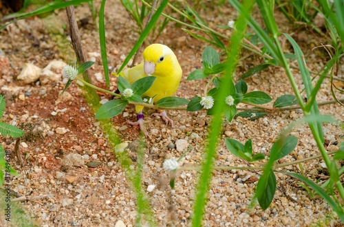 cute american yellow forpus in the outdoor cage