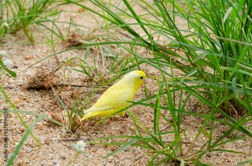 cute american yellow forpus in the outdoor cage