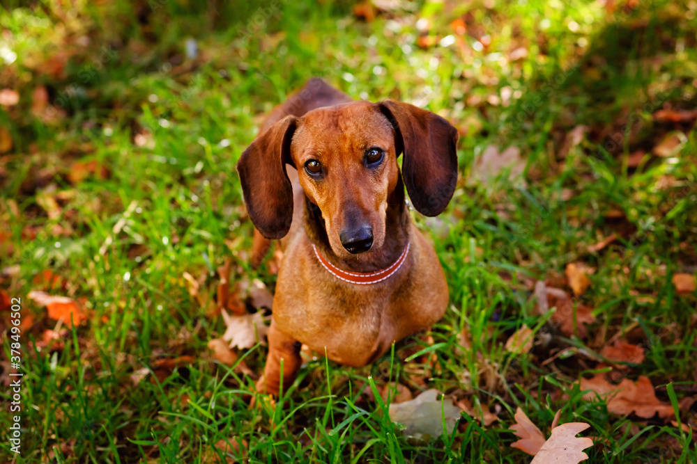 A short-haired red Dachshund stands on the lawn. On the green lawn are oak leaves-the first symbol of the coming autumn A short-haired red Dachshund stands on the lawn. On the green lawn are oak leaves-the first symbol of the coming autumn