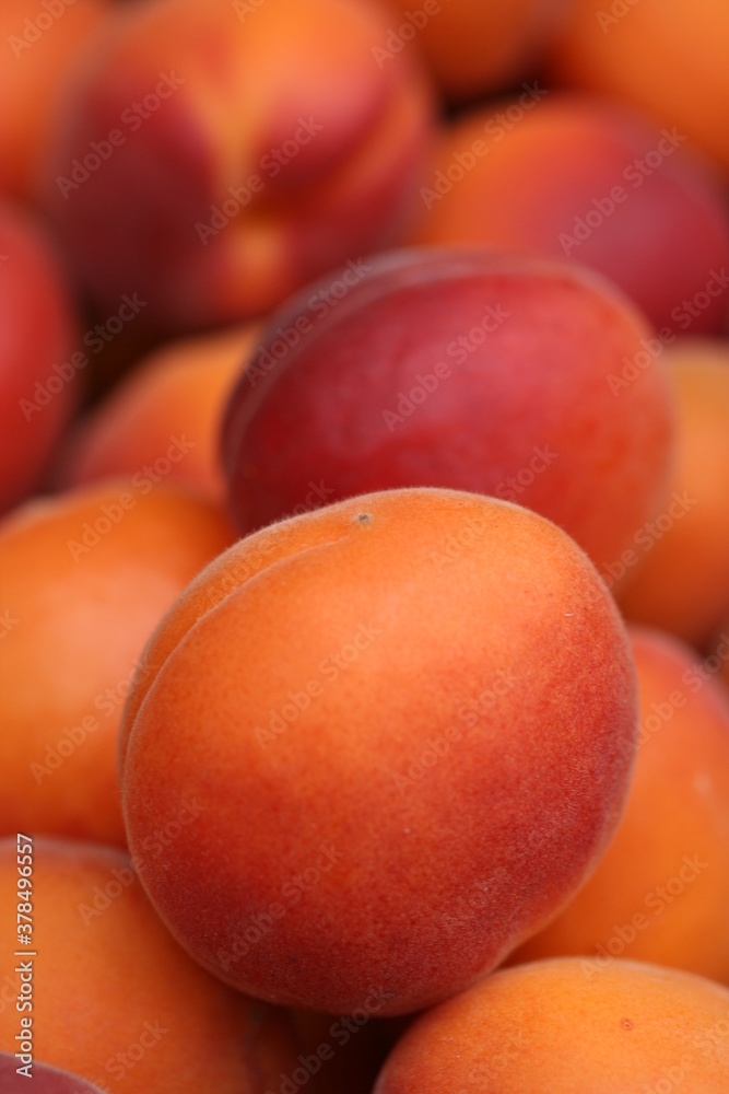 Apricot | Abricot