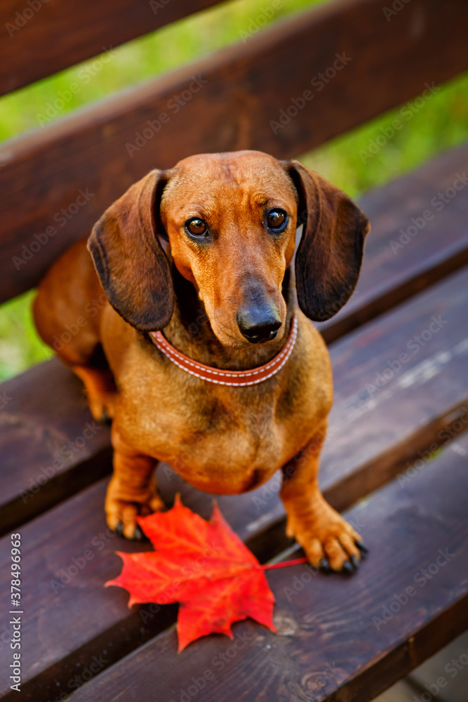 Portrait of a red-haired purebred Dachshund sitting and posing on a Park bench with an autumn red maple leaf.