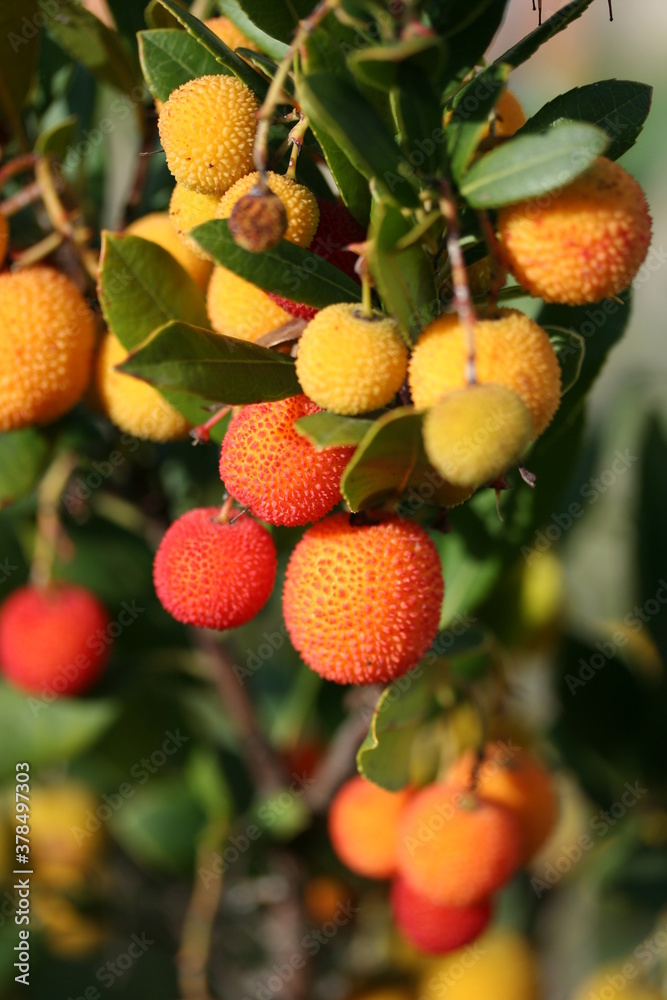 Obraz premium Arbutus | Arbouse