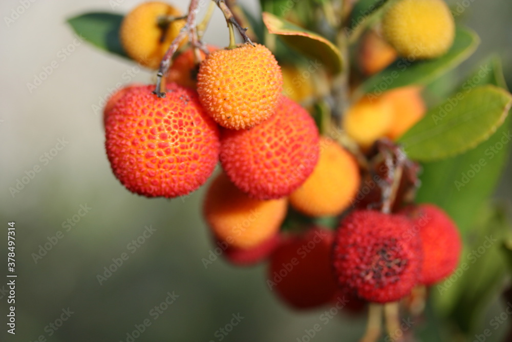 Obraz premium Arbutus | Arbouse
