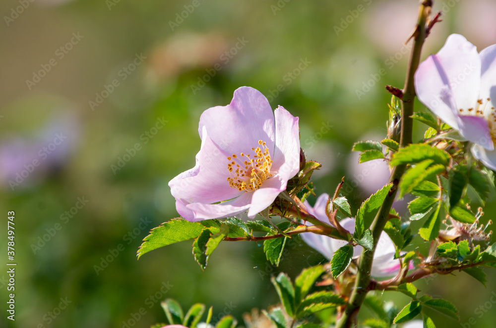 Obraz premium Flower