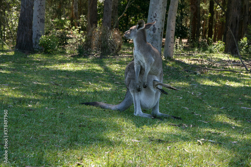 Kangaroo in a park, New South Wales, Australia