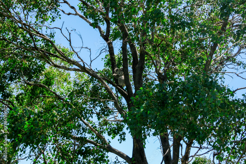 Fototapeta premium Koala in a tree in New South Wales Outback, Australia