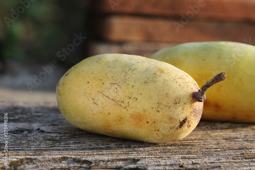 Paw Paw | Asimine