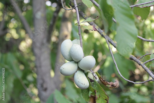 Paw Paw | Asimine