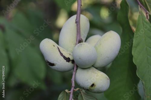 Paw Paw | Asimine