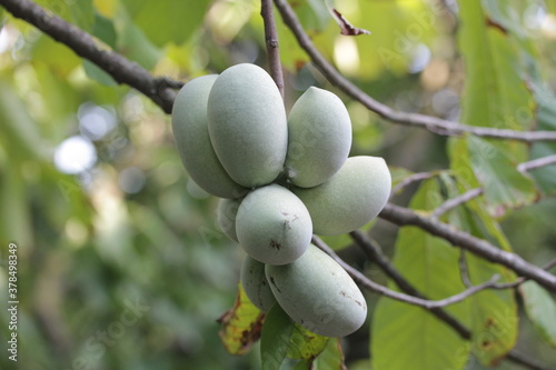 Paw Paw | Asimine