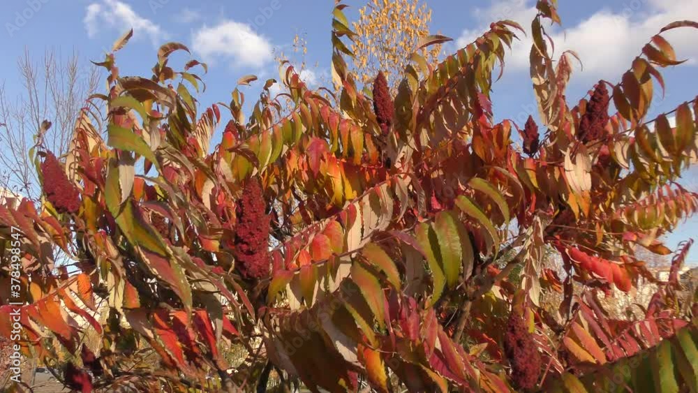 Video Stock Autumn leaves of sumac tree (Lat. Rhus typhina) or sumac