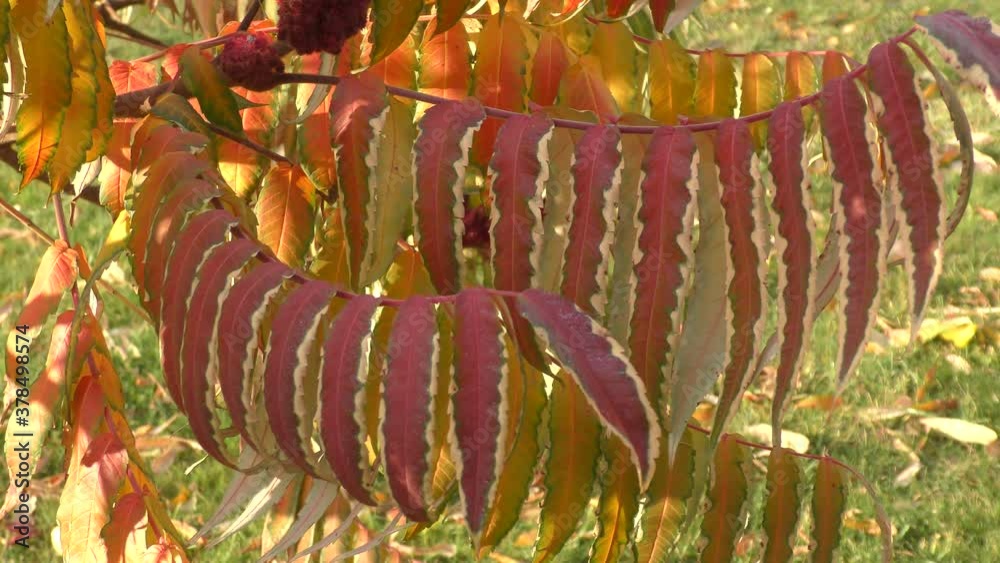 Autumn leaves of sumac tree (Lat. Rhus typhina) or sumac reindeerium