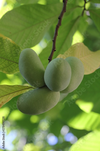 Paw Paw | Asimine