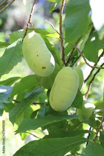 Paw Paw | Asimine