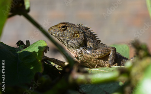 Close up of a  Oriental garden lizard or   Calotes versicolor