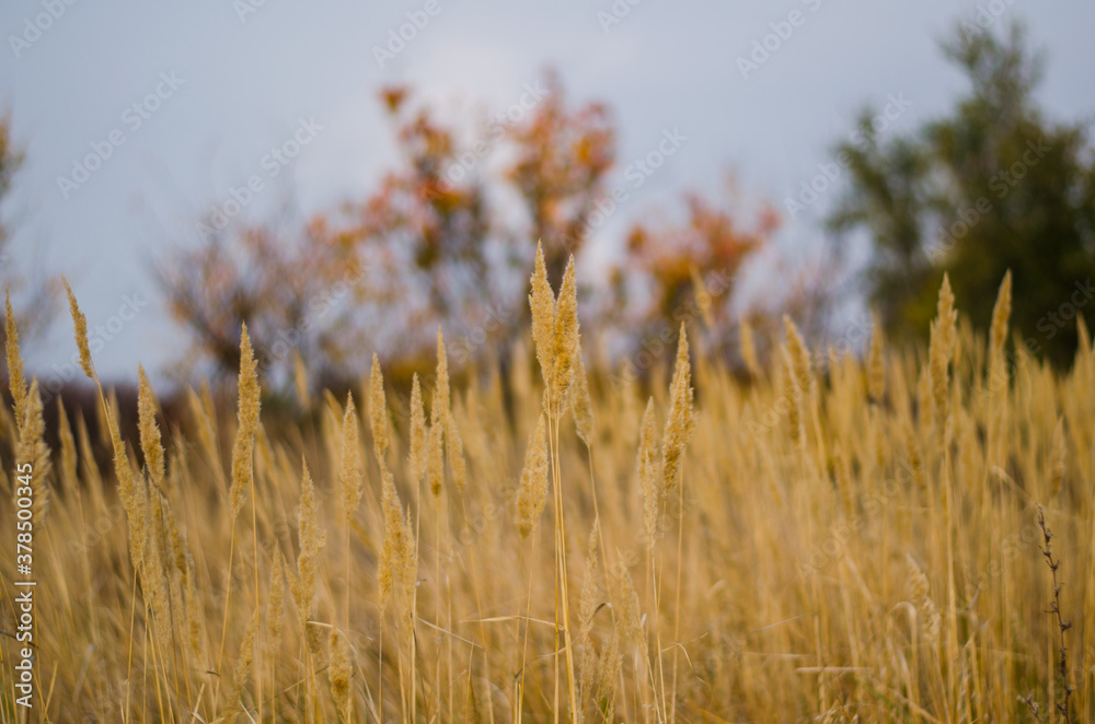 Fototapeta premium gold dry grass with spikelets in an autumn field