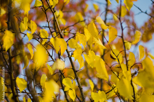 bright yellow autumn leaves on tree branches