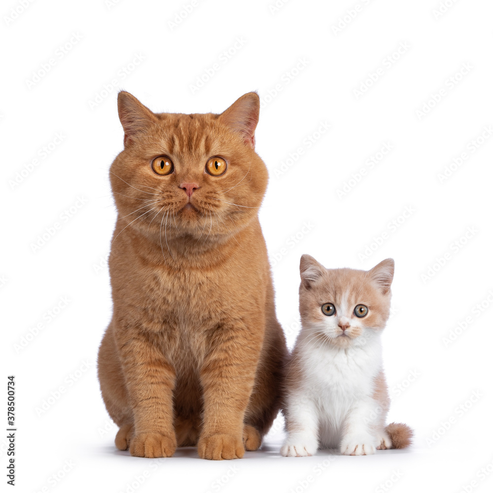 Cute creme with white bicolor British Shorthair cat kitten, sitting facing front beside adult red male BSH. Looking towards camera with mesmerizing green / orange eyes. Isolated on a white background.