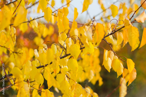 bright yellow autumn leaves on tree branches