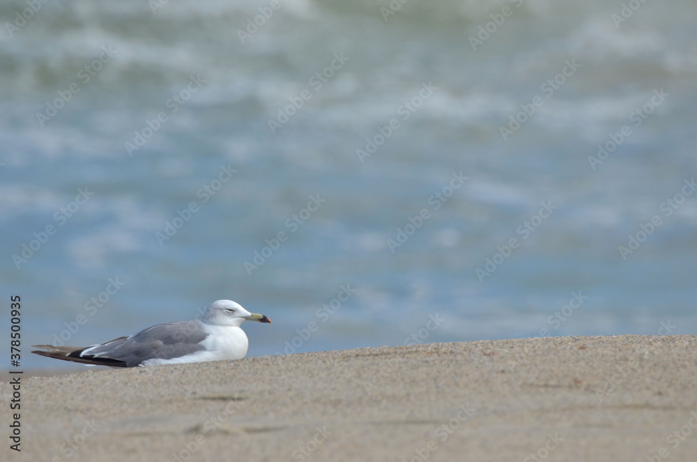 海辺にたたずむ うみねこ 海辺にたたずむ うみねこ