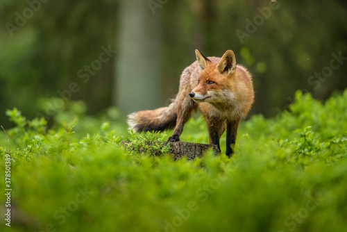 Cute Red Fox, Vulpes vulpes in fall forest. Beautiful animal in the nature habitat. Wildlife scene from the wild nature. Red fox running in orange autumn leaves © vaclav