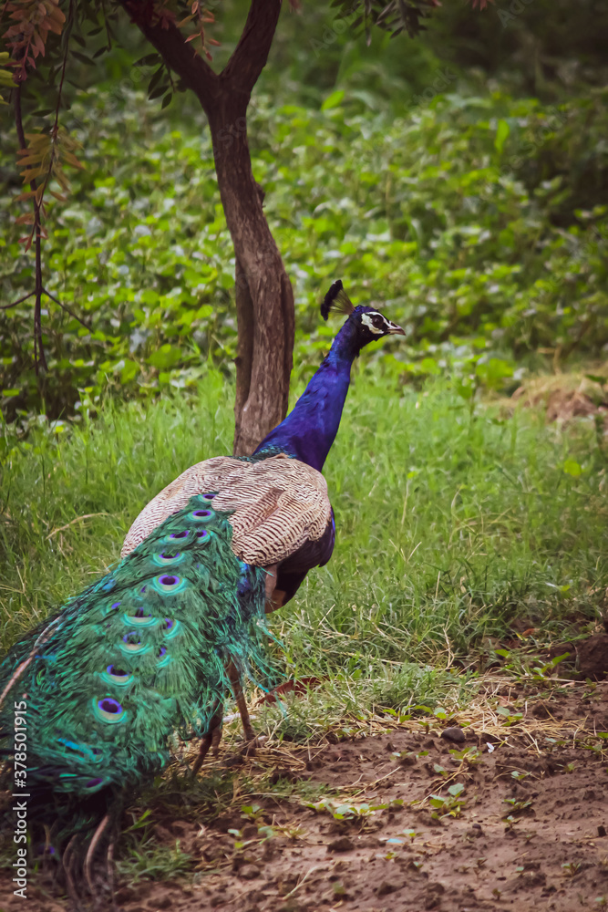 Obraz premium peacock in the park