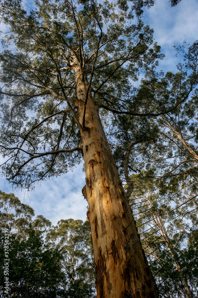 Obraz premium Pemberton Tree, Second Highest Fire Lookout Tree in Australia, Western Australia