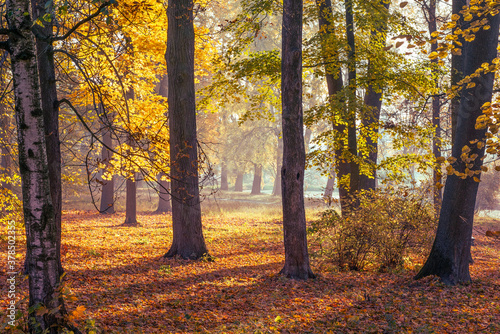 Fototapeta Naklejka Na Ścianę i Meble -  Autumn park, sunlight breaks through the colorful foliage on the trees