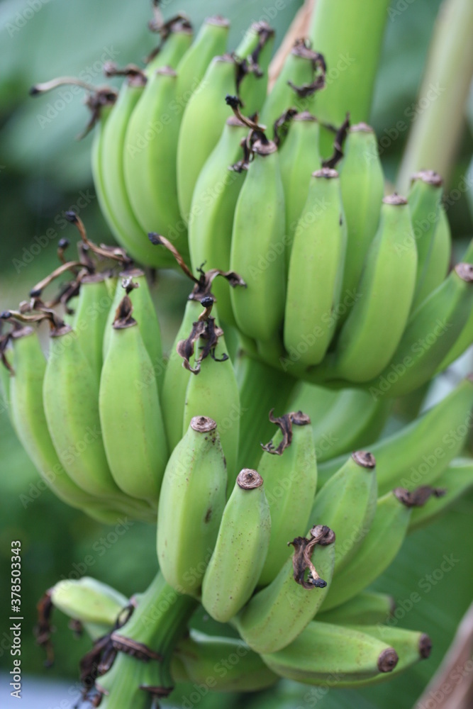 Banana | Banane
