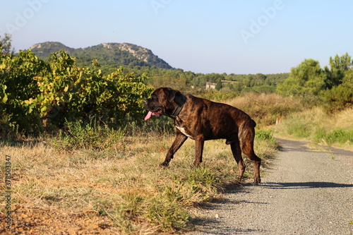 chien de chasse cane corso