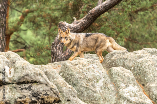 Lone wolf running in autumn forest Czech Republic