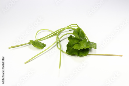 Fresh and organic Gotu Kola or Centella asiatica (Tropical green herbal vegetable in Asia) isolated on the white background. Famous ingredients in medical and pharmacy industry. 