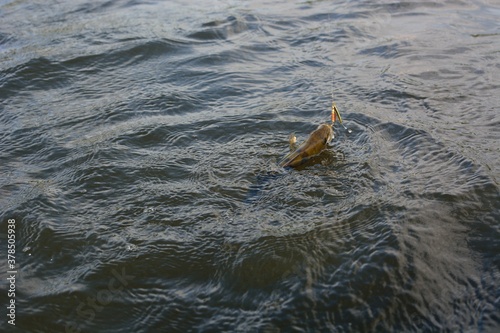 Summer fishing, perch fishing spinning reel on the lake

