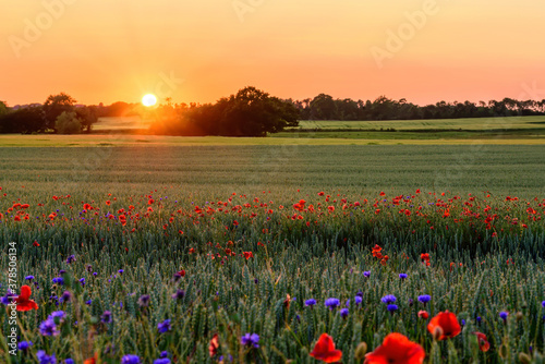 The Sun setting on a field of poppies, Jutland, Denmark.