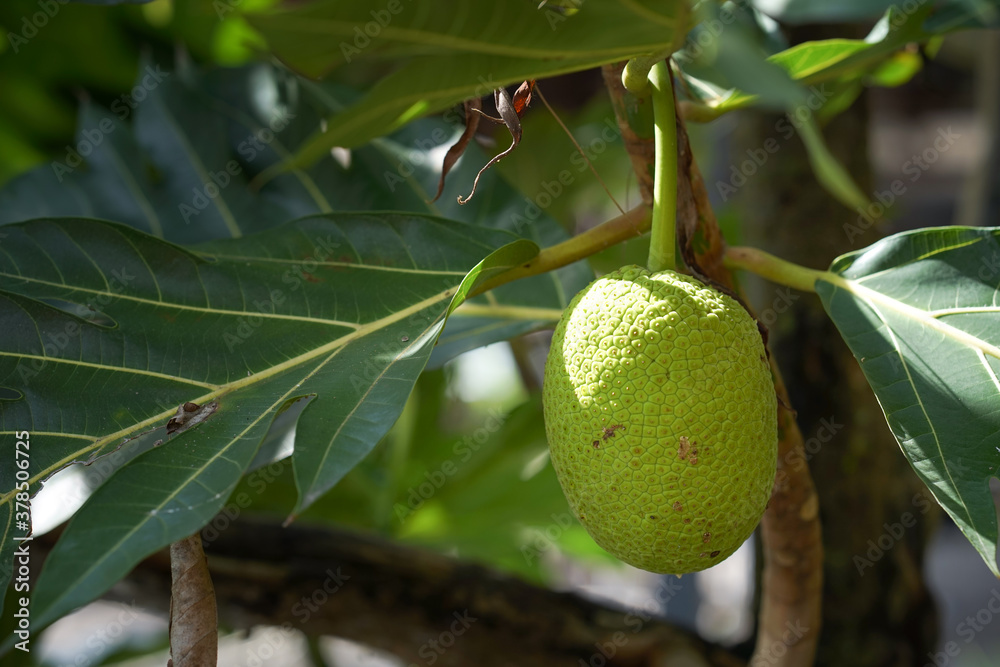 green walnuts on tree
