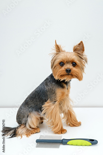 Yorkshire terrier Grooming, dog grooming, dog with hairbrush