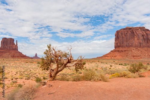 Monument Valley Utah gnarley litte tree in foreground bewteen two rock outcrops.