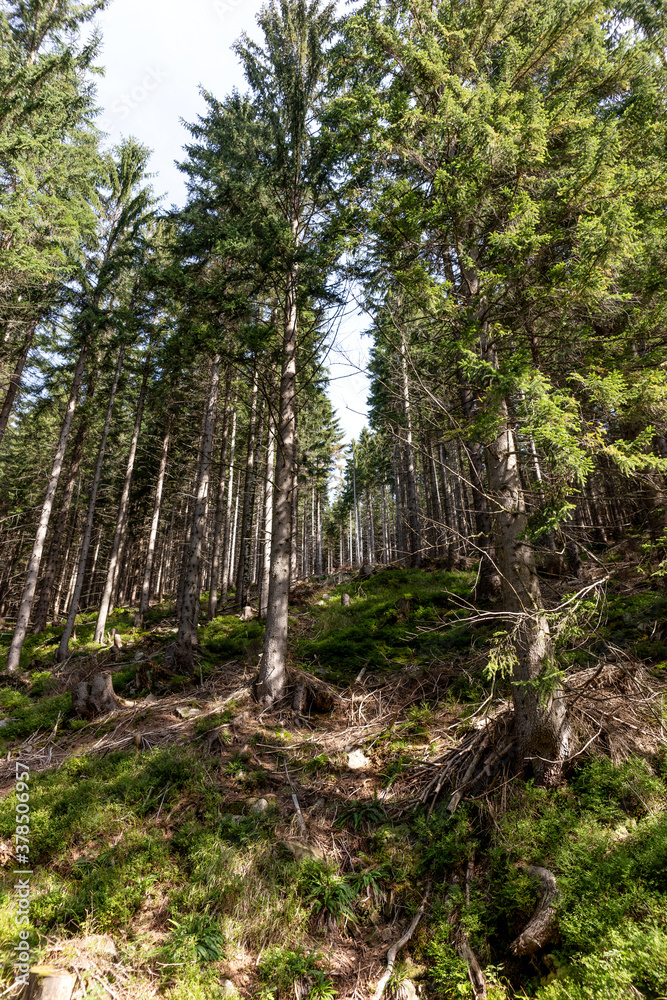 Fototapeta premium Beautiful coniferous forest landscape. Forest with tall, even trunks of pine trees on the mountain