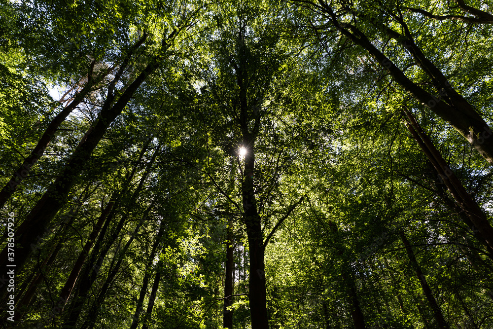 Ein Wald in Nordirland