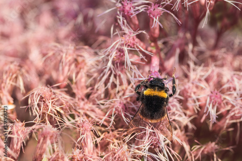 bumblebee sitting on a lilac fluffy flower and eating sweet nectar