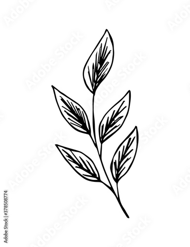 Hand-drawn vector drawing in black outline. Branch with leaves isolated on white background. Element of nature, tree, plant. © MaxNadya