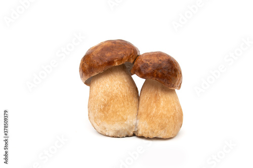 the Royal mushroom on white background