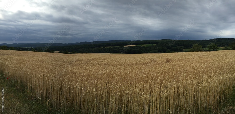 Obraz premium Fields