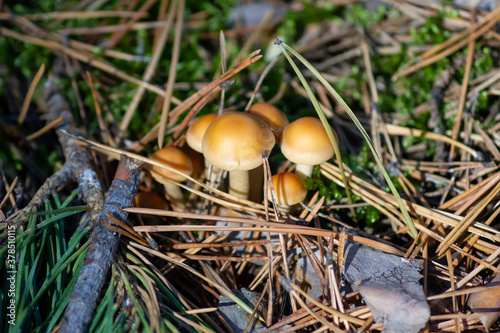 A group of wild mushrooms with beautiful yellow caps. Autumn time. There are pine needles and green moss all around.
