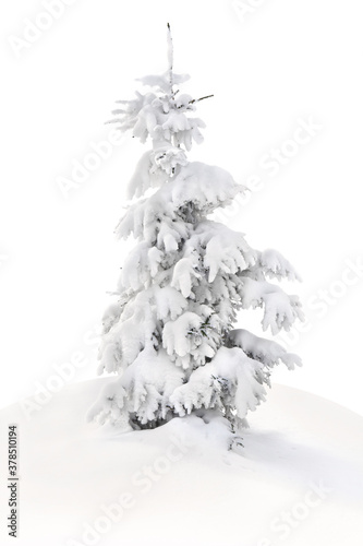 Fir tree covered snow on white background. Christmas tree in snow